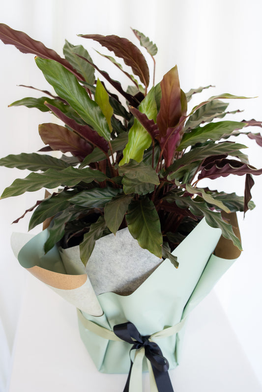 POTTED CALATHEA MAKOYANA