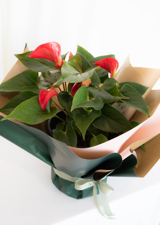POTTED RED ANTHURIUM