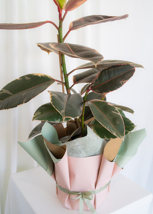 POTTED FICUS ELASTICA