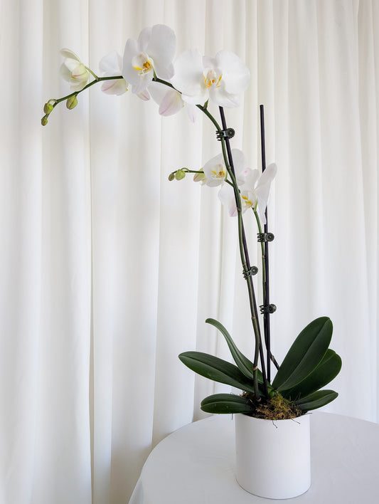 PHALAENOPSIS ORCHID WITH CERAMIC POT