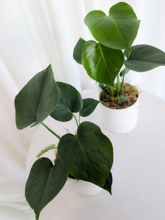 MONSTERA DELICIOSA WITH CERAMIC POT