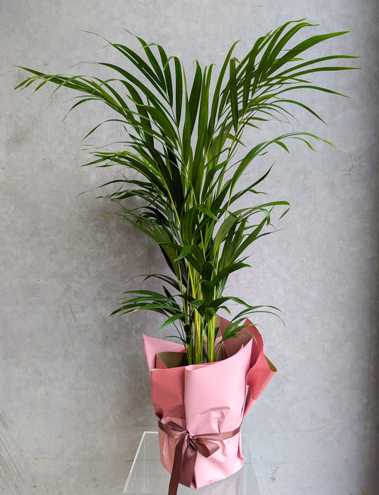 POTTED GOLDEN CANE PALM PLANT