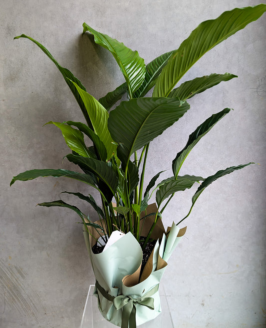POTTED PEACE LILY (Large)