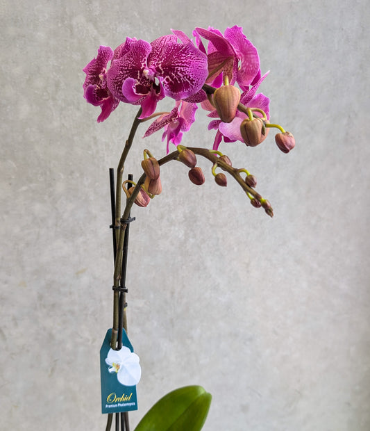 PHALAENOPSIS ORCHID WITH CERAMIC POT (Purple)