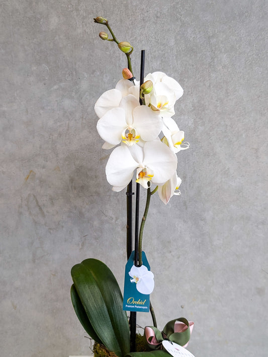 PHALAENOPSIS ORCHID WITH CERAMIC POT (White)