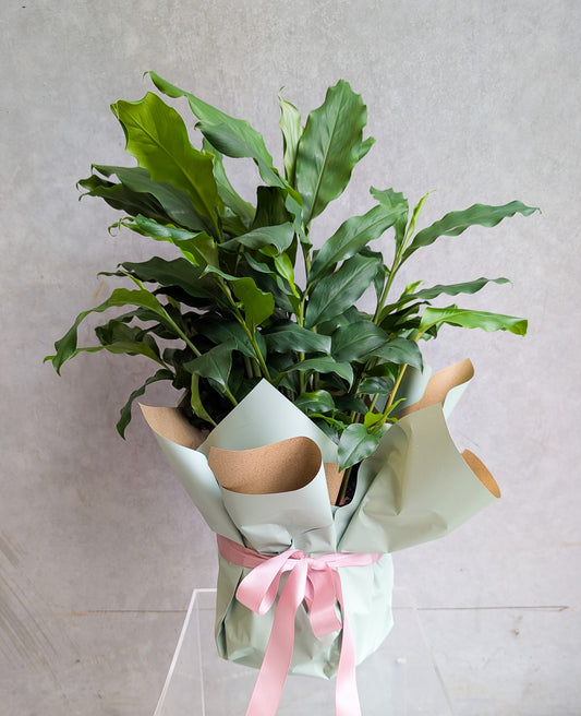 POTTED FRAGRANT CARDAMON GINGER PLANT