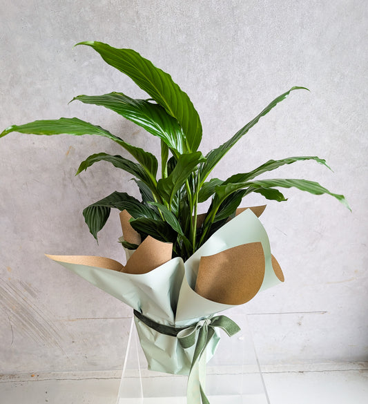 POTTED PEACE LILY (Medium)