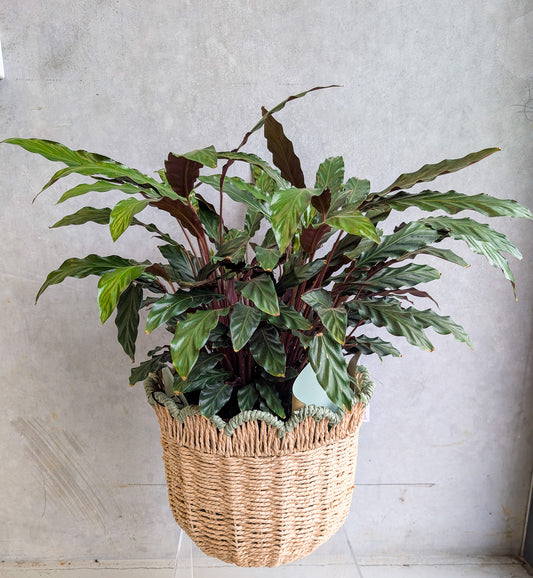 POTTED CALATHEA MAKOYANA PLANT WITH BASKET