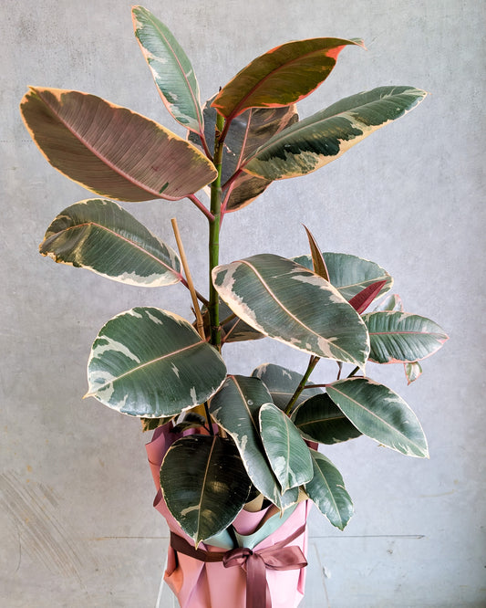 POTTED FICUS ELASTICA
