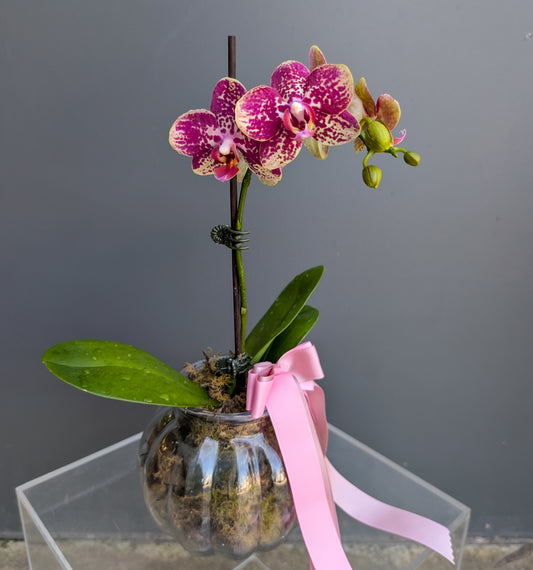 POTTED MINI PHALAENOPSIS ORCHID PLANT (Mixed Colours)